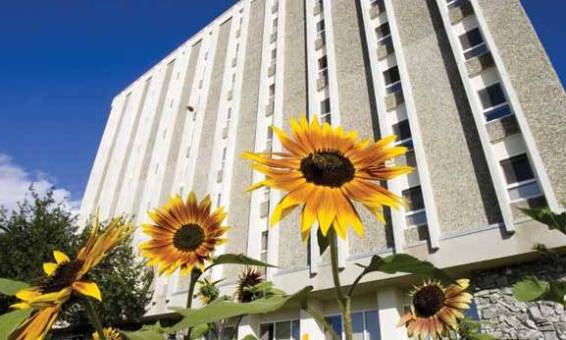 Sunflower in front of MBS housing complex on UAF campus