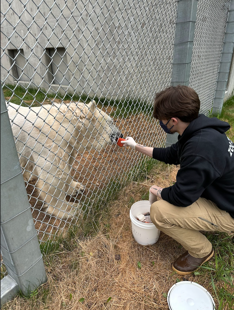 Ethan Stone feeding a bear during his internship with the 91视频 Zoo.